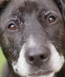 The Secret to Helping Your Senior Dog Face These Common Health Issues