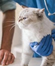 The Secret to Stress-Free Veterinary Visits With Your Cat