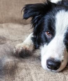 The Secret to Saving Your Sanity With a Shedding Dog