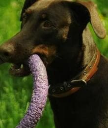 What Veterinarians Want You to Look For in Safe Chew Toys for Dogs