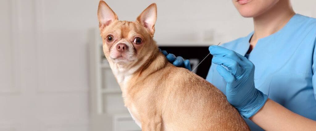 Chihuahua getting acupuncture at veterinary office.