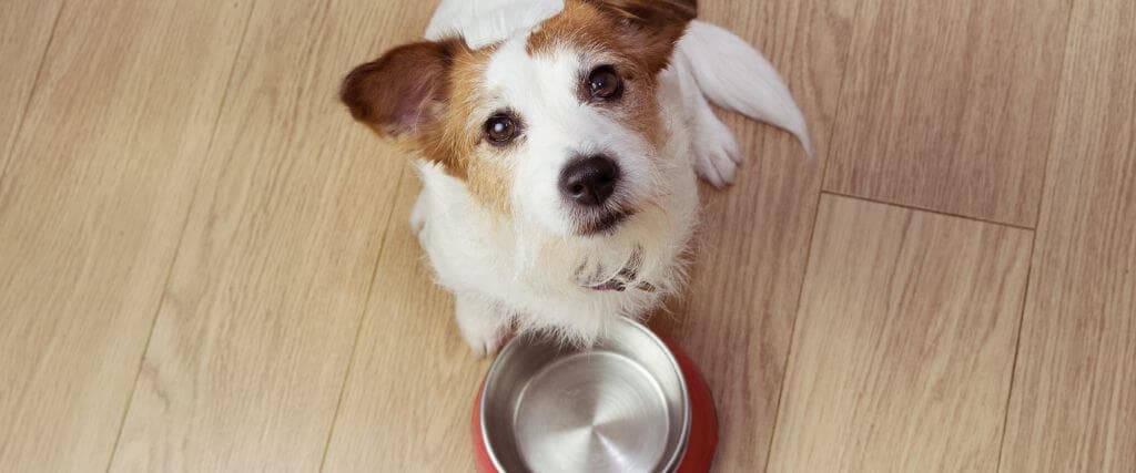 Jack Russel looking up at camera with empty food bowl.