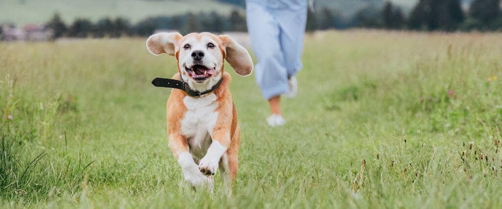 Beagle running with mom. Tick Preventative for canines