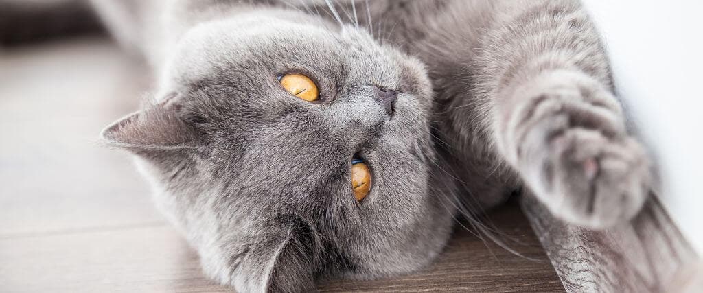 Gray cat stretching with arthritis