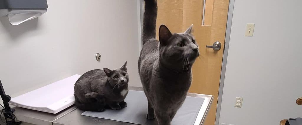 Two cats at the vets office