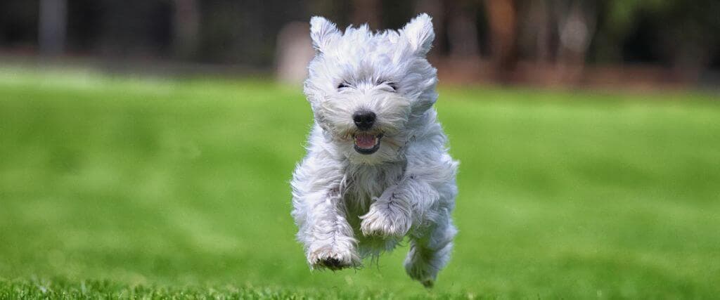 White dog running outside in grass, mobile from dog chiropractic care