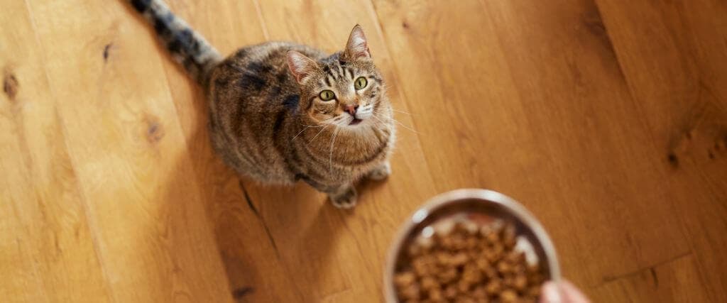 Tabby cat looking up at food bowl.