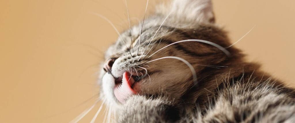 Tabby cat licking at paw, hairballs blog.