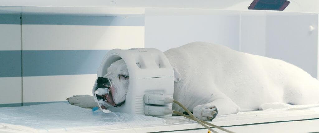 American bulldog getting ct scan