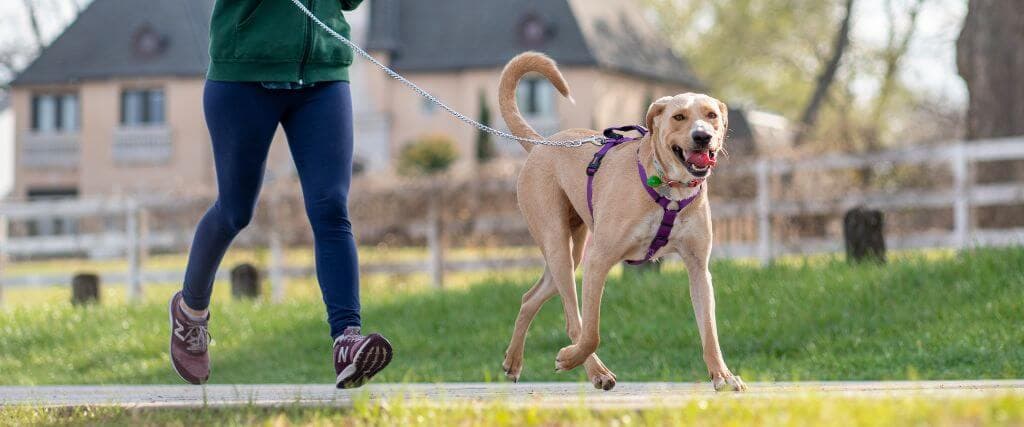 A dog in a leash and harness on a walk with their owner.