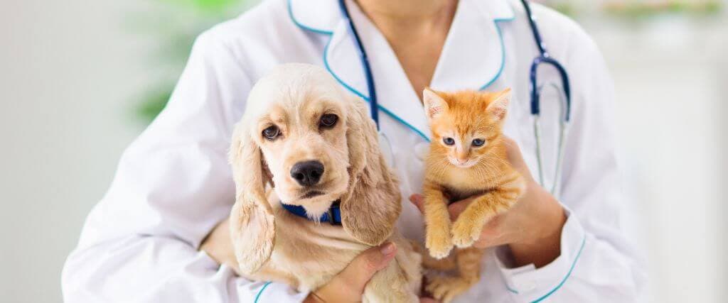 Dog and cat at vet for pet blood test