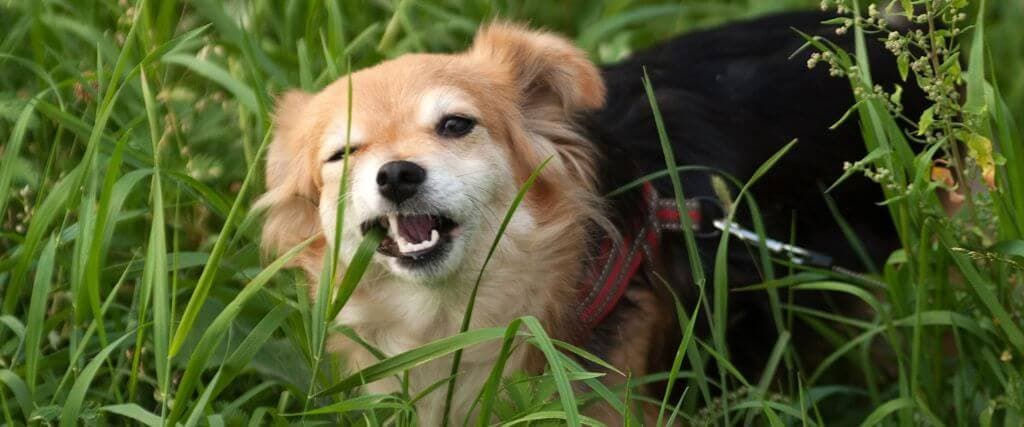 Why Does My Dog Eat Grass? Dog eating grass outside