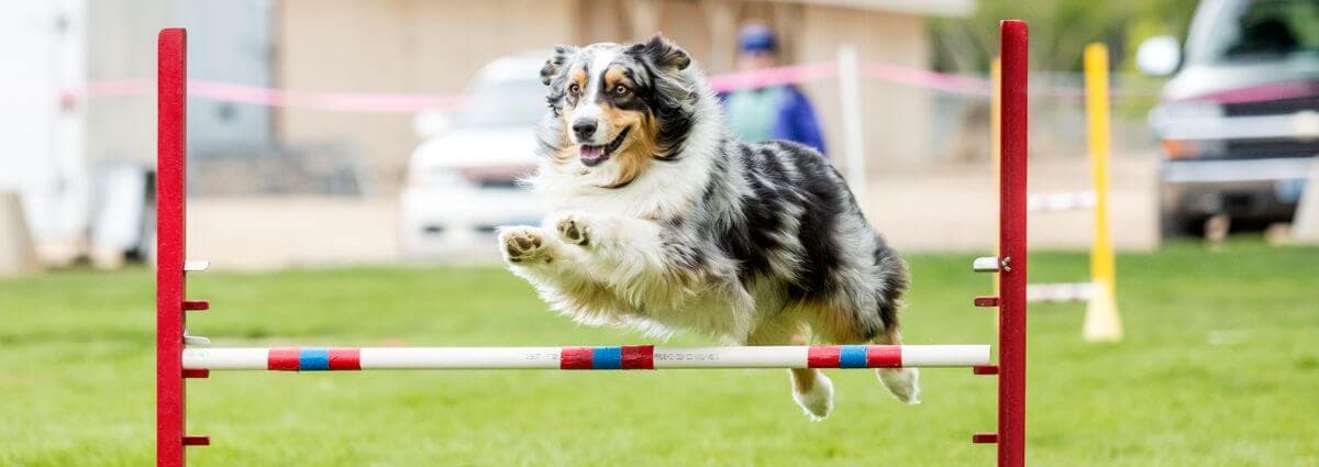 Consider agility training, dog jumping over bar