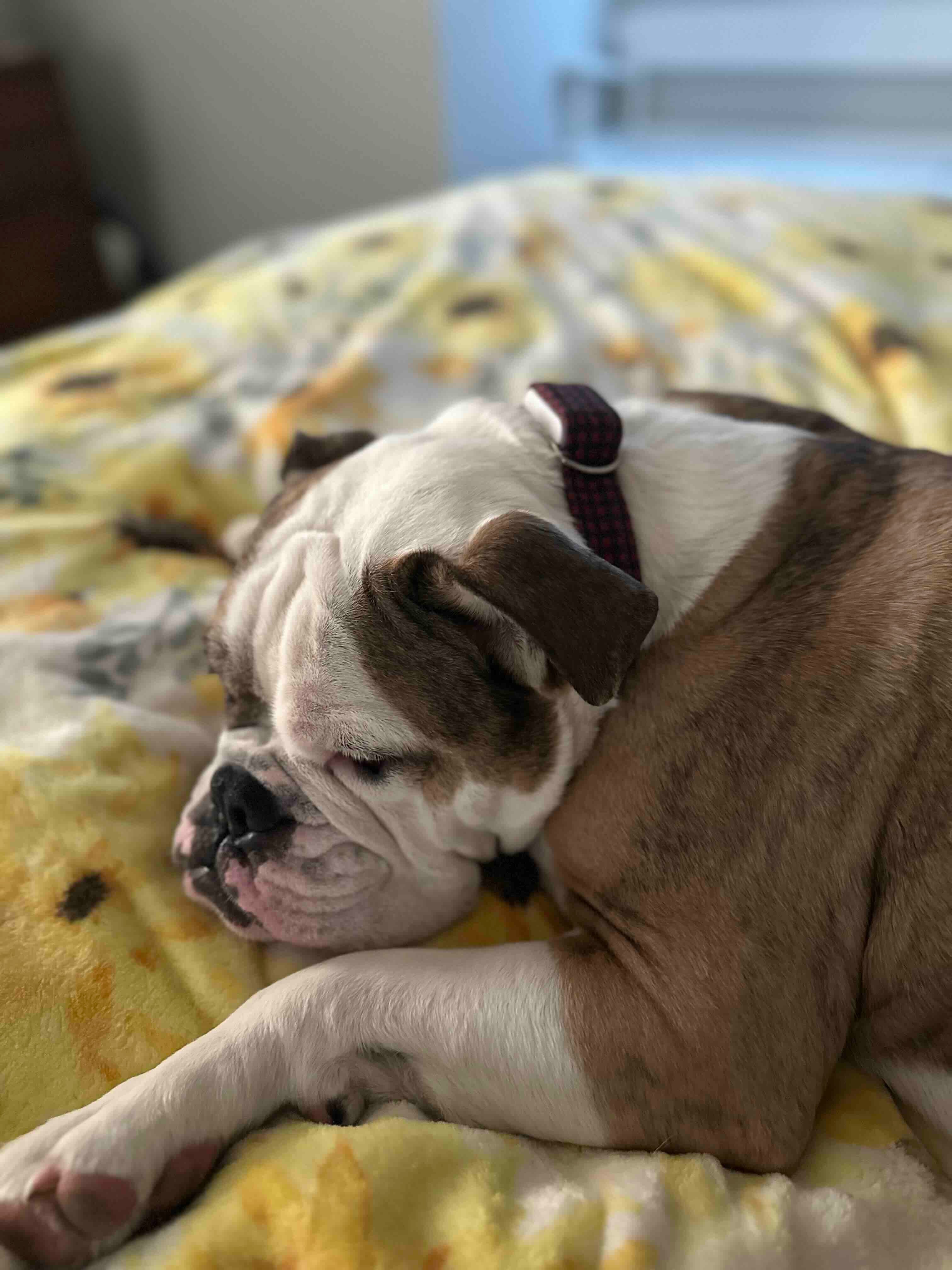 Brachycephalic Dogs