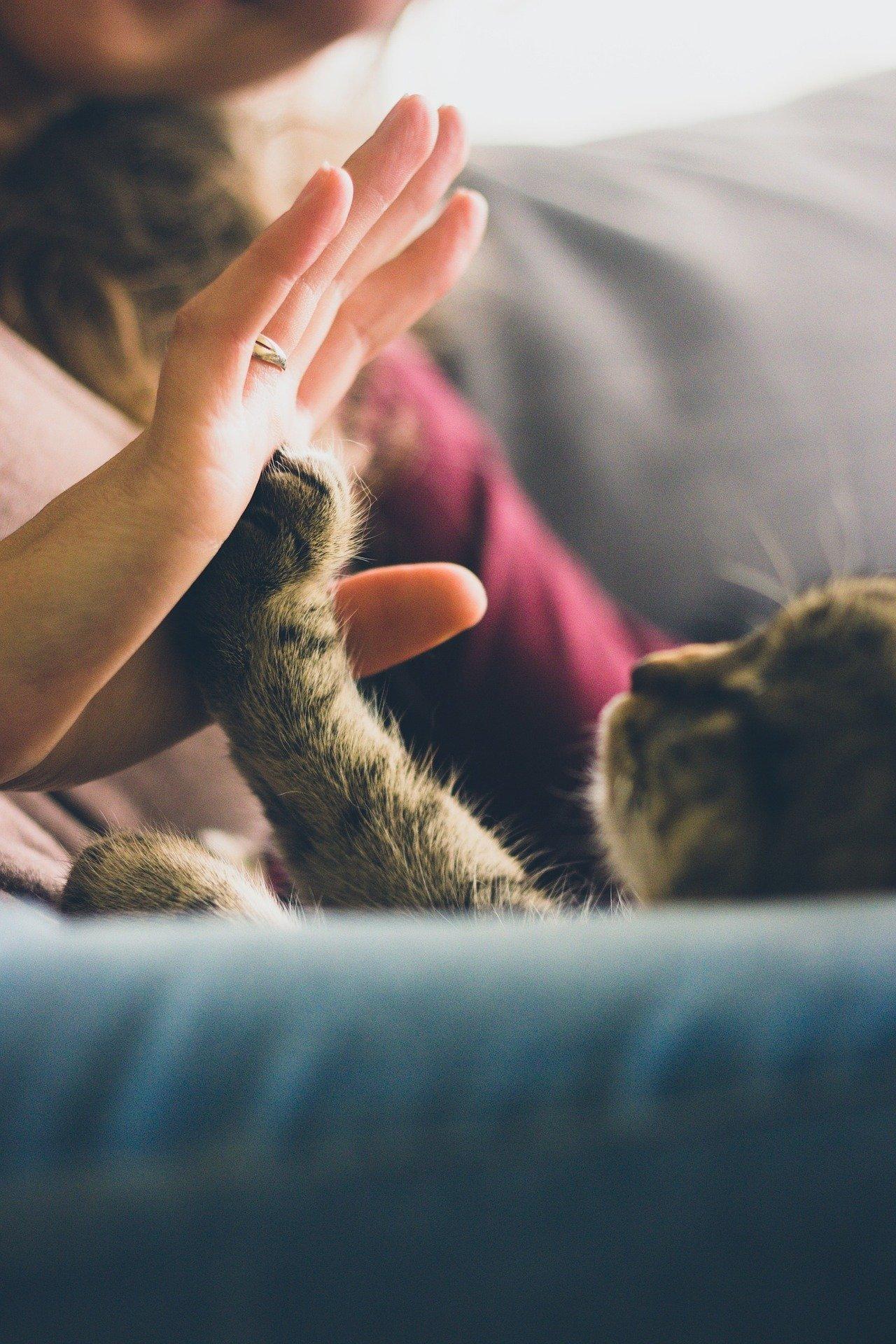 Cat High Five