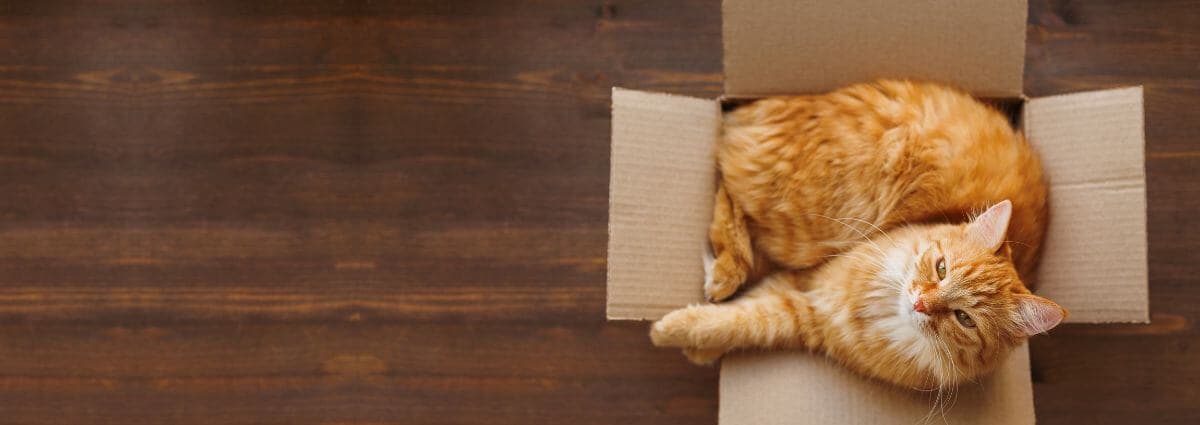 Cat in empty cardboard box
