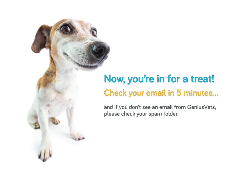 Check your email for your veterinary marketing download