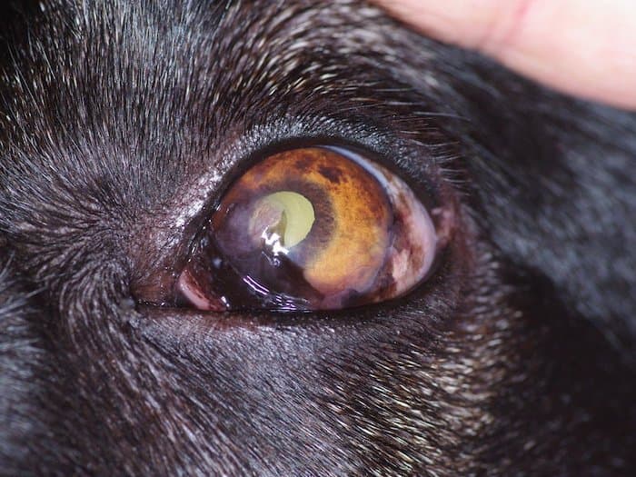 Dog eye reached keratitis