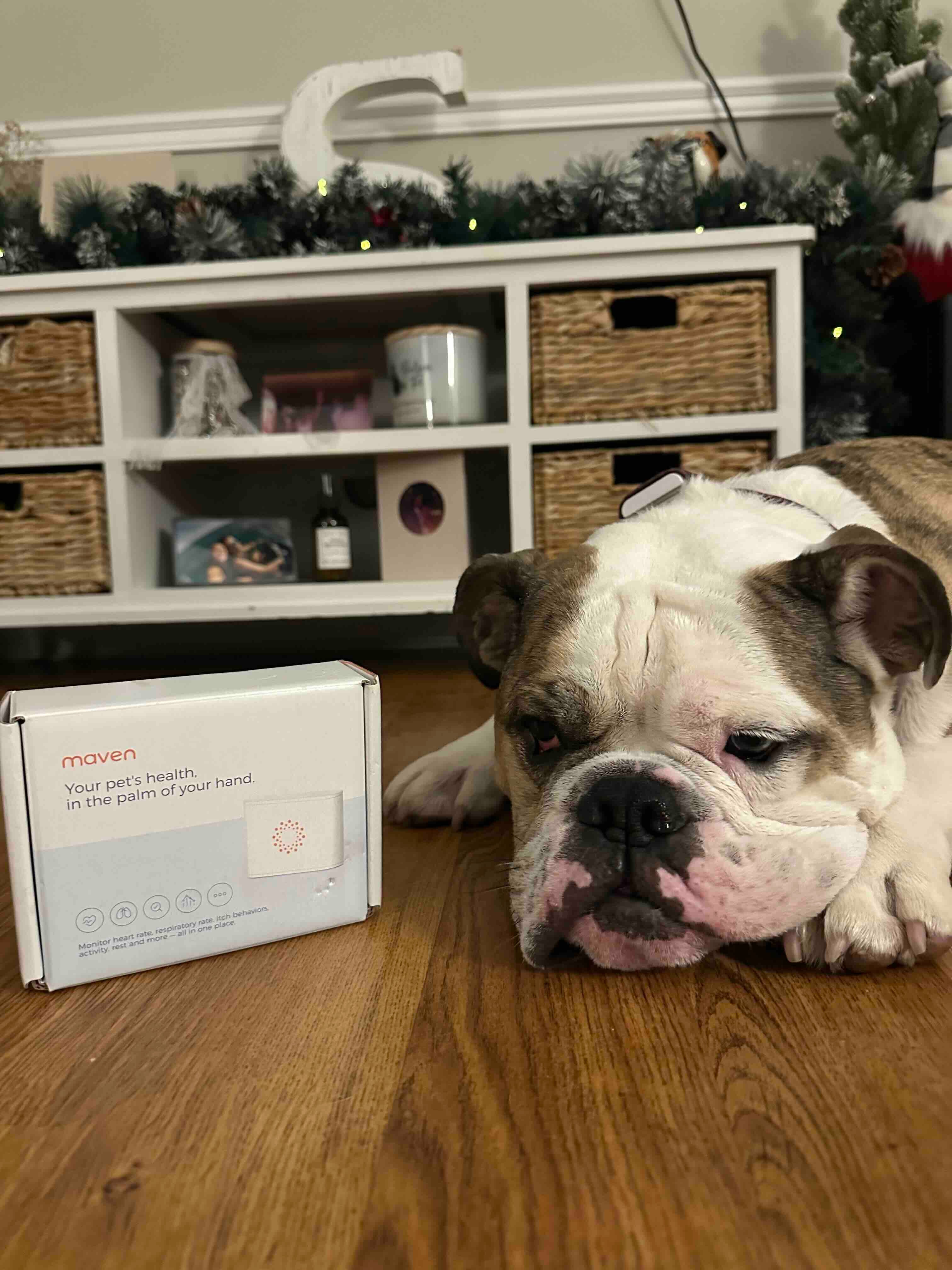 Dog Health Monitor