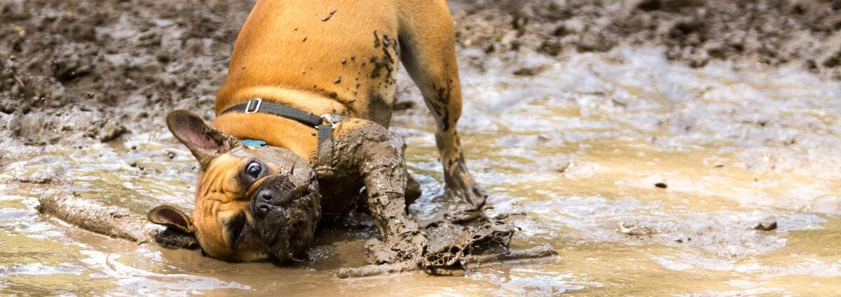 Dog in puddle getting muddy
