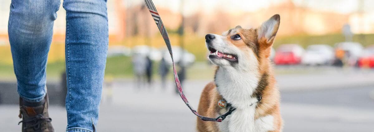 Dog on leash looking lovingly at pet owner