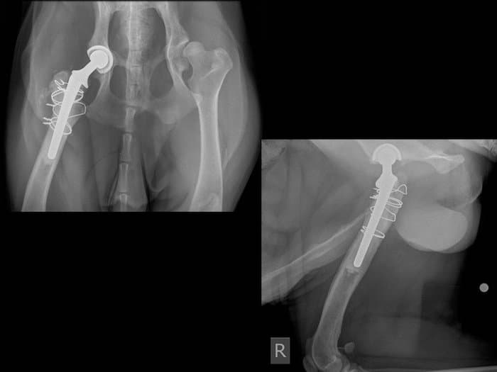 dog with hip prosthesis