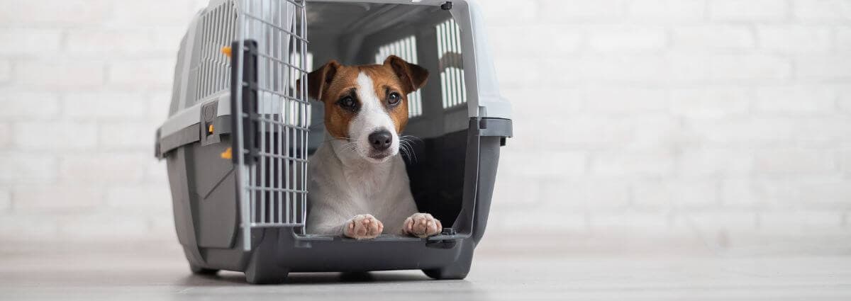Don't leave your dog unattended even in a carrier