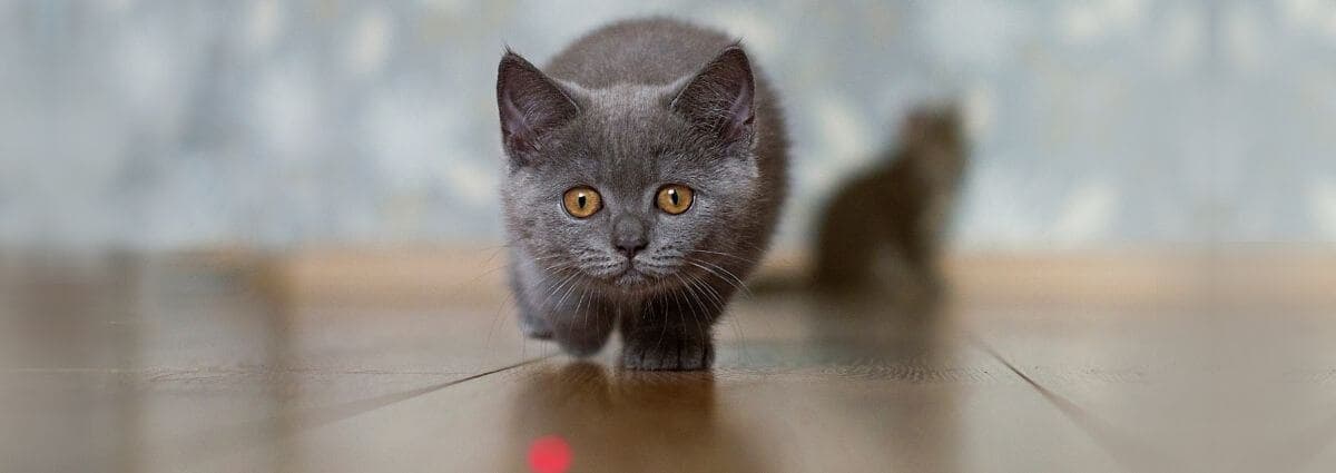 Cat playing with lazer toy