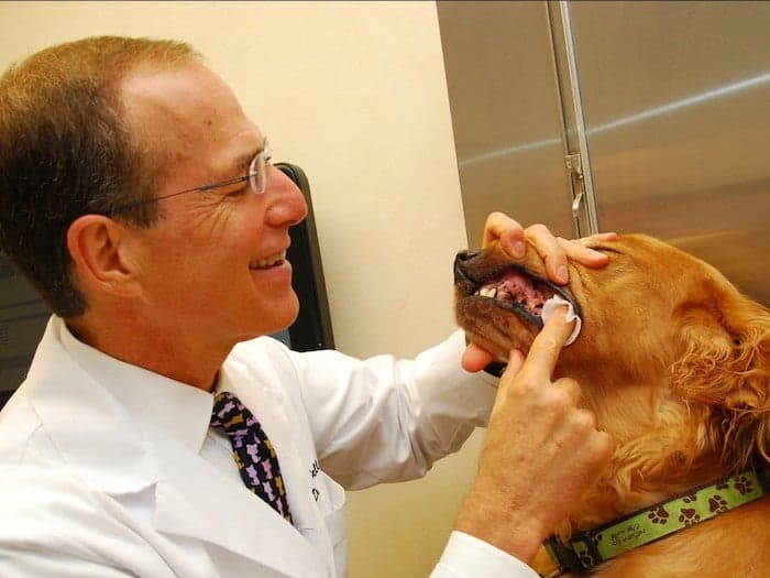 mouth handling of a dog