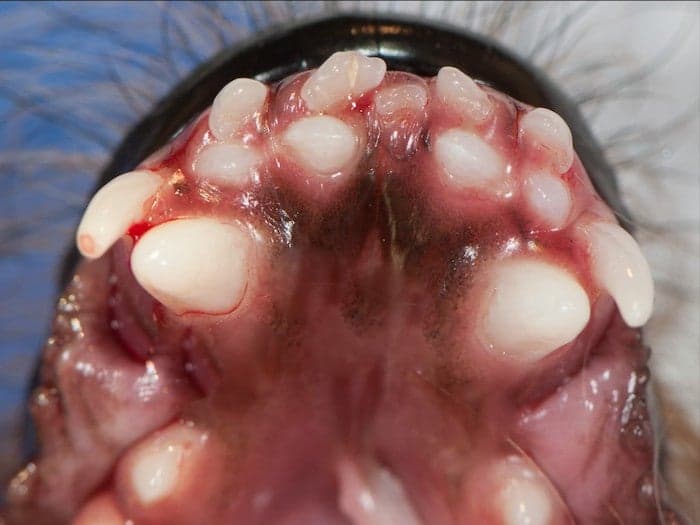 Multiple retained puppy teeth