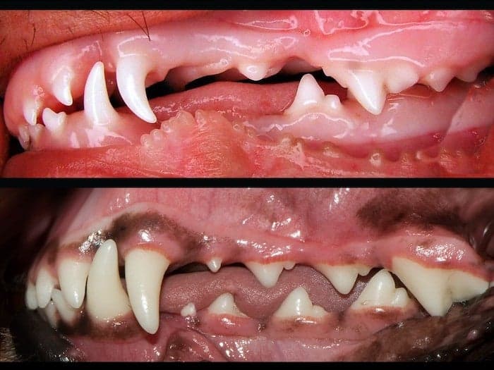 normal puppy&rsquo;s mouth