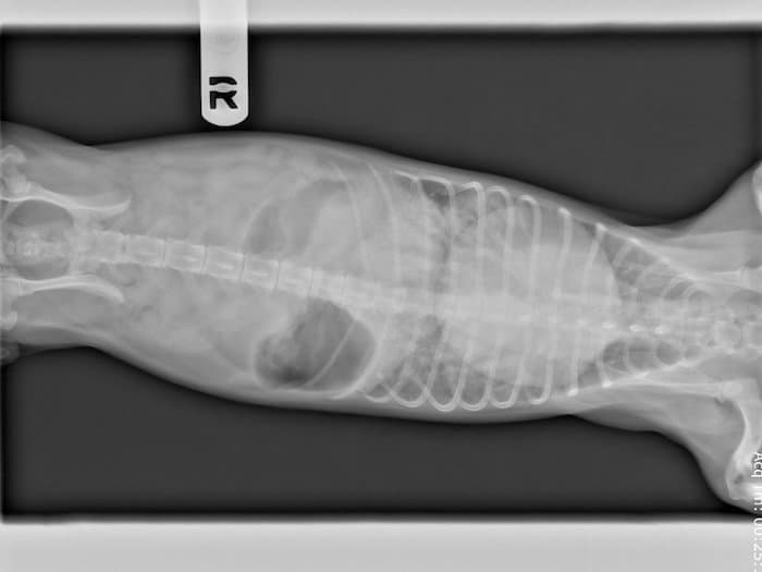 Radiographs of a dog