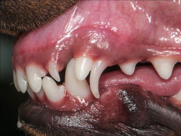 Retained puppy canine tooth