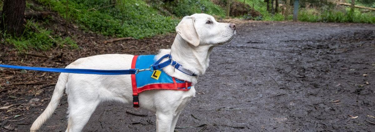 Service dog in training, labrador retriever
