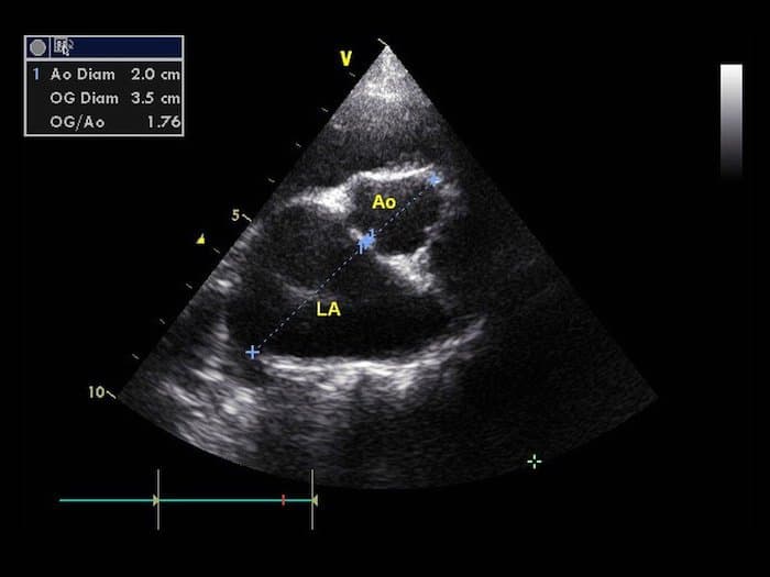 Ultrasound scan of a dog