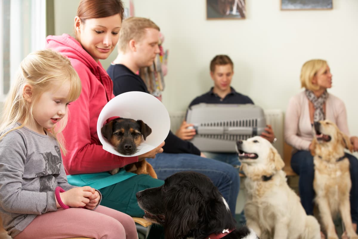 Waiting room dogs