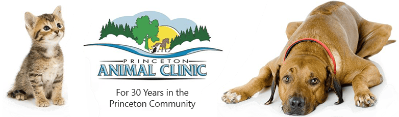 <span>Princeton Animal Clinic</span>
 logo