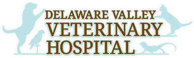 <span>Delaware Valley Veterinary Hospital</span>
logo
