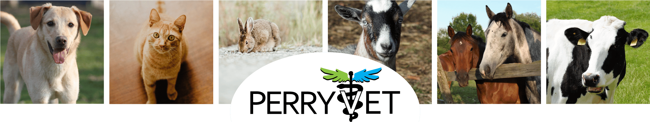 <span>Perry Pet</span>
 logo