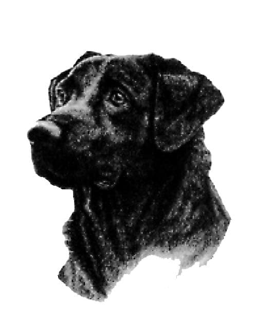 <span>Borador Animal Hospital PC</span>
logo