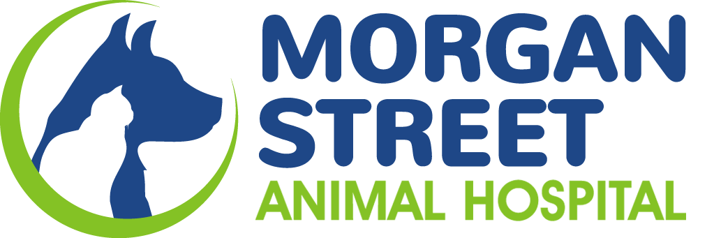 <span>Morgan St Animal Hospital</span>
logo