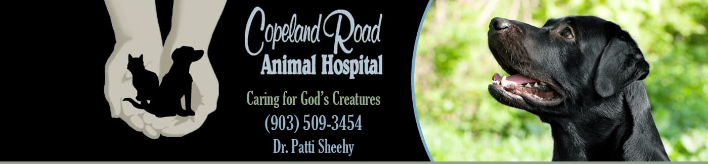 <span>Copeland Animal Hospital</span>
logo