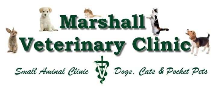 <span>Marshall Veterinary Clinic</span>
 logo