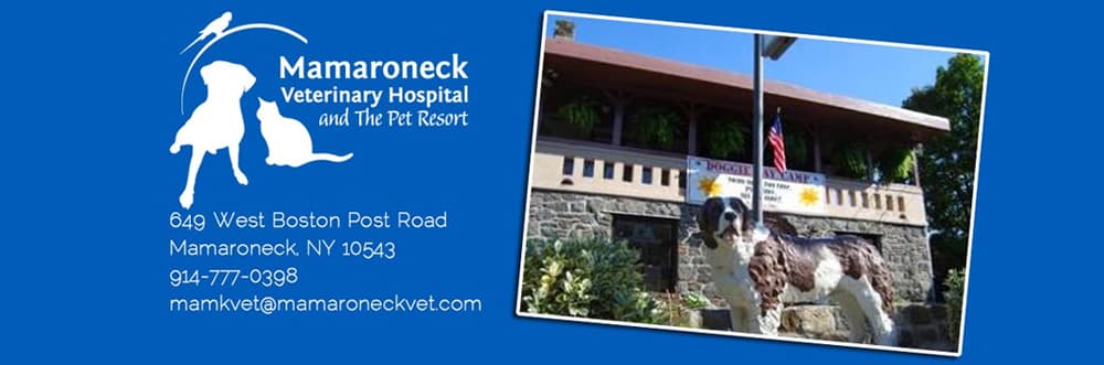 <span>Mamaroneck Veterinary Hospital</span>
logo