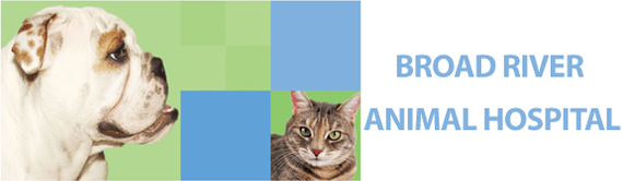 <span>Broad River Animal Hospital</span>
logo