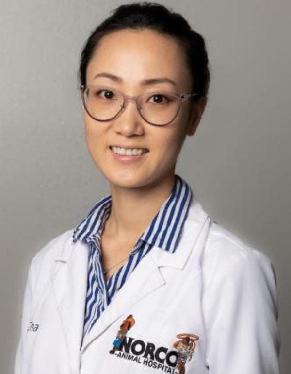 Cho Cha DVM