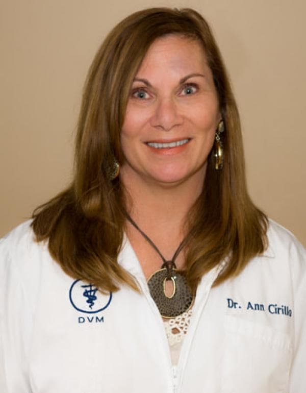 Ann Cirillo DVM