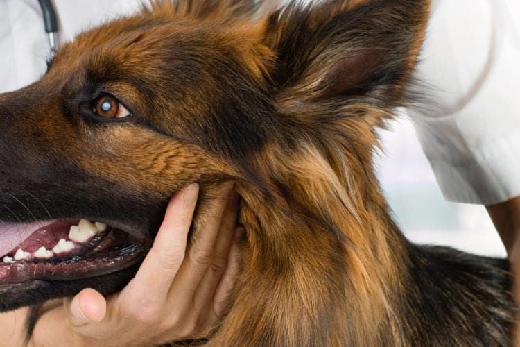 What Are the Core and Non-Core Vaccines For Dogs?