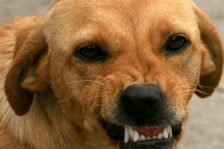 what to know about dog bites
