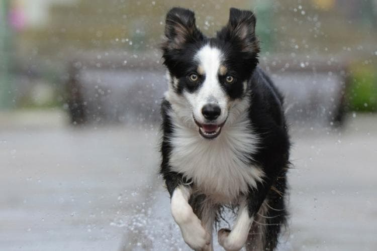 dog microchipping information